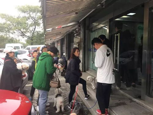 每天要给200多只狗狗打疫苗 杭城犬类免疫点被挤爆,连库存免疫证都用完了