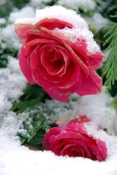 欣赏 冰雪中盛开的花,美得令人震撼