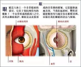 史上最全的人体解剖全图 先收藏再看 