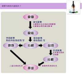 酵素与新陈代谢到底有什么关系 