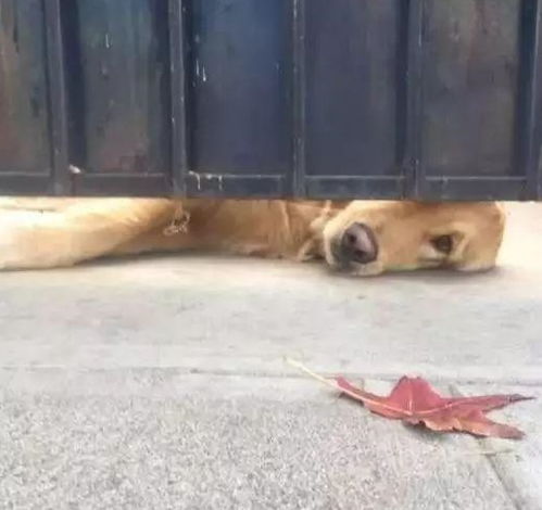 这只狗狗每天都会趴在门缝等人来摸它,不摸还生气