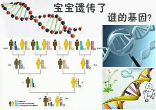 夫妻俩谁的基因,决定了孩子智商和相貌 