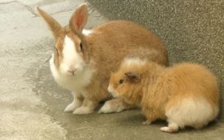 荷兰猪和兔子一起吃胡萝卜