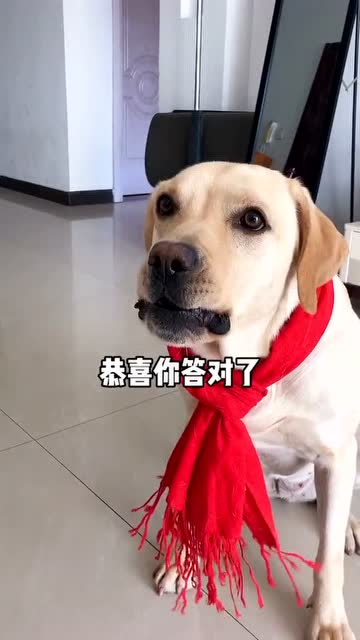 狗比以前跑得慢,为什么爱犬跑的速度变慢了? 狗比以前跑得慢,为什么爱犬跑的速度变慢了? 行情