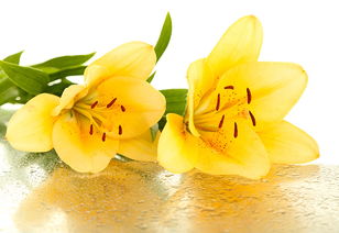 花语是守护的黄色花,守护之花：黄色花的神秘花语与美丽传说