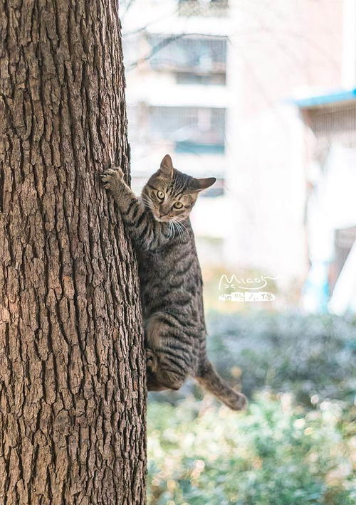 邻家的大狸猫,不仅爱笑爱叨叨,而且还是爬树小能手