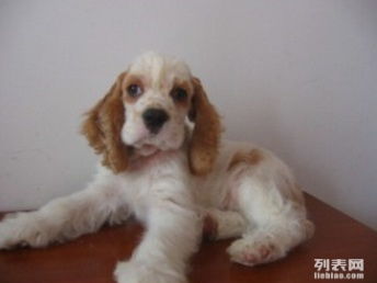 图 上海可卡出售3个月幼犬预防已打驱虫已做保养活包健康 上海宠物狗 