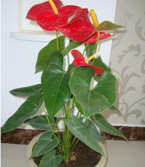 红掌红花似火叶片油绿,养在家里最合适 