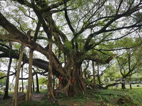 桂林大榕树 大有 来头 看头 和 名头 的一棵树