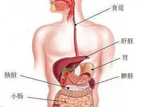 我的酒精肝有几个月了，听说南宁友爱肝病中心能治好，是真的吗？