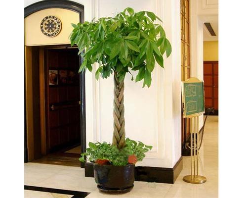 发财树适合放在家里的什么地方 摆放哪些植物可以改变家的财运 