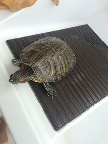 这是巴西红耳龟吗 可以用自来水养吗 要注意什么啊 