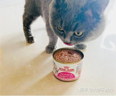 猫罐头什么牌子性价比高 应该吃猫罐头吗 