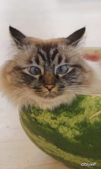 猫咪可以吃西瓜,但是吃之前一定要去掉这两样东西