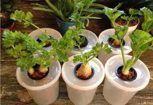 一年四季可种的水培蔬菜 最好养的10种水培菜