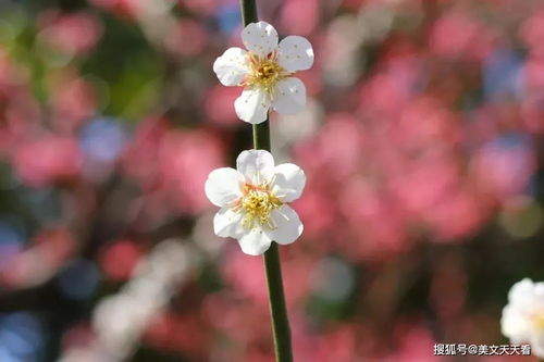 春暖花开,与你共赴一场春天的盛宴