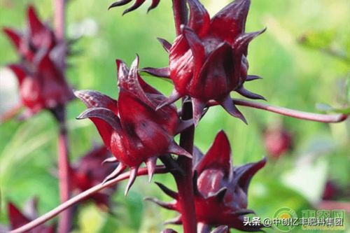 洛神花什么季节种植,春季种植