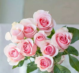 粉红玫瑰花语的文案,高级又小众的花语文案|来自花的浪漫