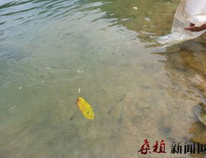 湖南张家界桑植芭茅溪乡