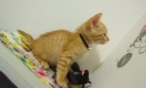 捡到一只橘猫本想好好对待, 可它却对家里的另一只 猫 很不满