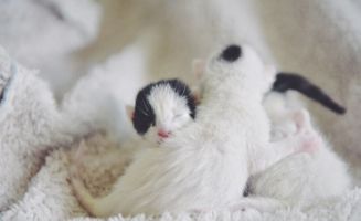 新生幼猫夭折的8种原因,以及预防方法