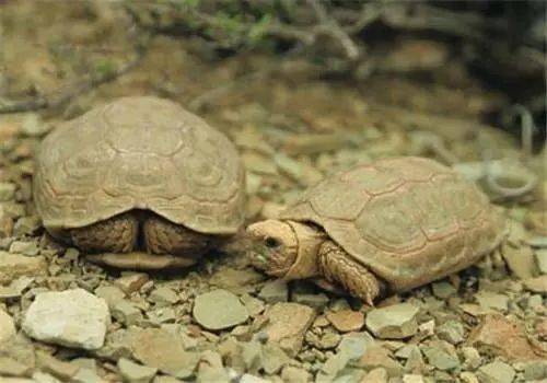 38种陆龟你认识几个 陆龟种类大全
