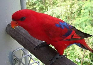 红色吸蜜鹦鹉怎么养，夏季通风冬季保暖？