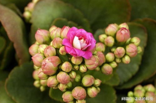 夏季怎么养护长寿花才能再次开花呢