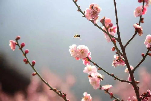 芬芳馥郁词语解释-芬芳馥郁是什么意思？