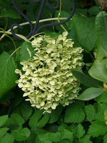 植物花草图片大全高清（植物花图片大全大图简笔画）