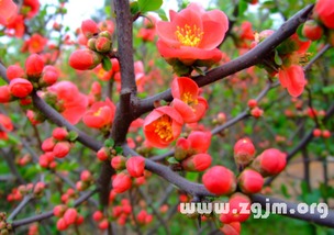 腊梅花的含义是什么,腊梅花的含义