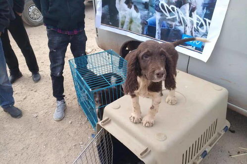 狗市 商贩专售史宾格犬,幼犬2000元,成犬价格高达三万