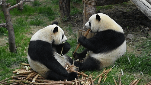 酸了 大熊猫在青藏高原的 舒坦 生活