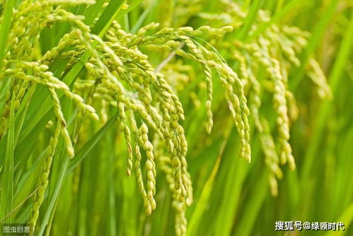 注意 6月,水稻田间管理的7个要点