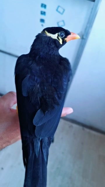 毛色黑得好看的鹩哥鸟 