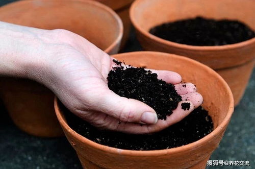 营养土种花的使用方法,求助，“来源”有机营养土怎么使用？可以代替自然土使用吗？还是跟自然土混合使用。