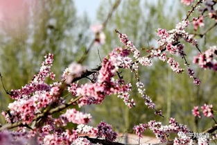 看世间桃花美景,首选平陆部官