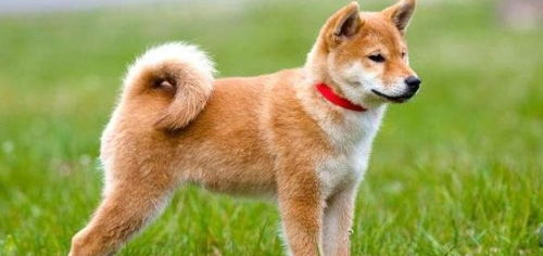 日本秋田犬面临灭绝 只因不如小型狗可爱和饲养不便