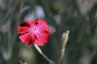 小红花 我拍红花的做法