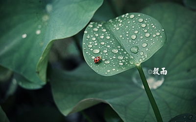 谷雨前一天结婚好吗(结婚前一天和后一天下雨啥说法)