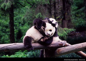 2007年夏 卧龙熊猫基地 川西北之旅