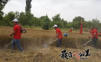 快来看 驻村干部下地干农活是这样的 