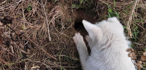 看看农村姑娘的下司犬,3个月就会挖洞,比宠物狗哪个颜值高