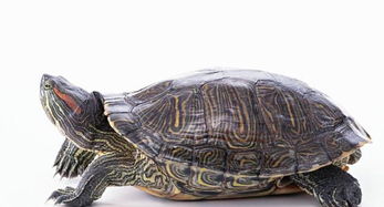 草龟和巴西龟的区别,你们知道吗