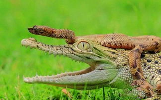 不想活了 一条蛇竟敢在鳄鱼嘴边玩耍,鳄鱼却吓得一动不动