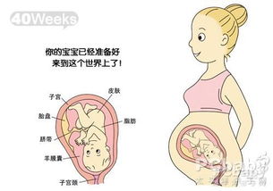 胎儿发育过程图(10个月胎儿发育过程图)