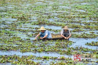 长兴 水质好 菱角鲜