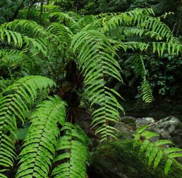 室外植物100种大盆栽 搜狗图片搜索