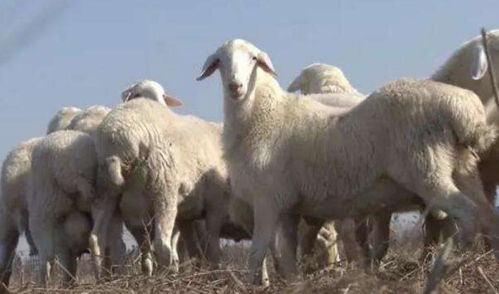 10年来最缺羊的一年 养羊人赚钱机会最多的一年