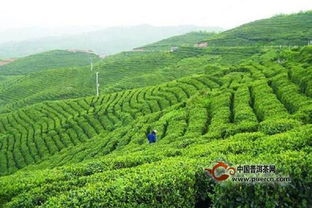 梧州茶场的历史故事,梧州茶厂跟三鹤茶厂关系